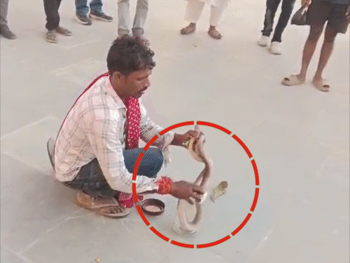 सांप लेकर इलाज के लिए अस्पताल पहुंचा युवक:  ईंट के नीचे छीपे सांप को पीड़ित ने पकड़ा था, डब्बे से निकालने पर डस लिया