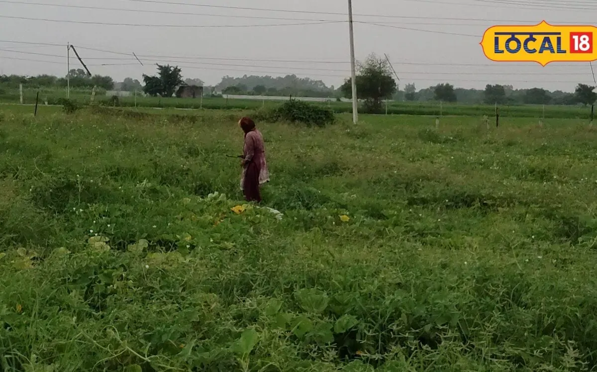 'मार्केट में भिंडी का रेट 60 रुपए किलो, हमसे खरीदा जा रहा 1 रुपए KG'... महिला किसान ने बयां किया दर्द