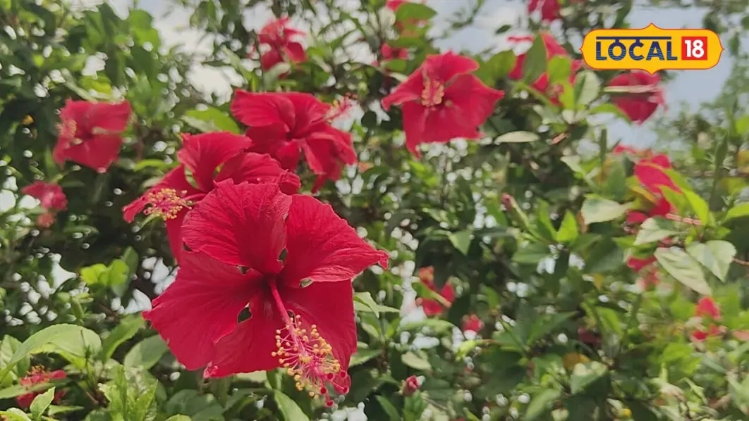 गुड़हल में नहीं आ रहे फूल? नवरात्रि से पहले अपनाएं ये आसान उपाय, फूलों से भर जाएगी हर डाली