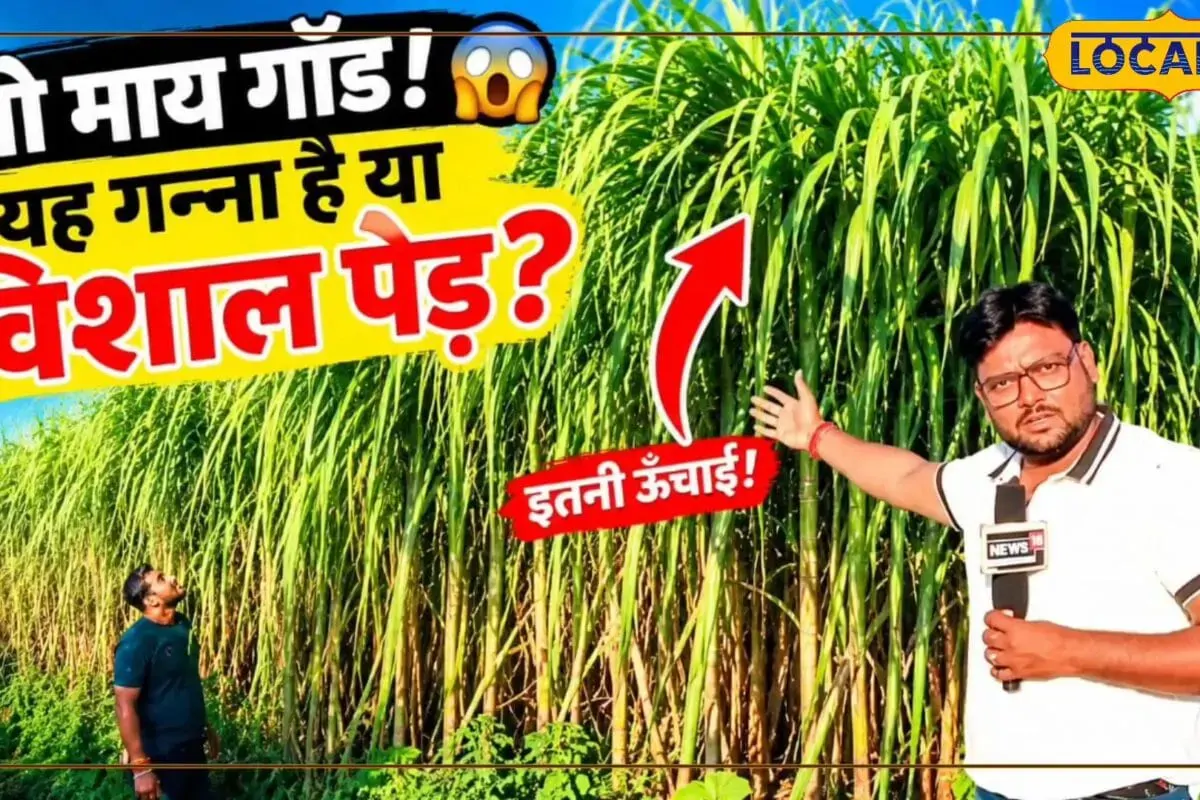 दरभंगा के किसान ने उगाई गन्ने की कोईलख 4201 वैरायटी, जबरदस्त ऊंचाई, शानदार फलन, दूर-दूर से देखने आ रहे लोग