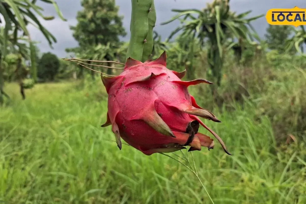 Dragon Fruit Health Benefits: उमस भरे मौसम में रोज खाएं ड्रैगन फ्रूट? जानें फायदे और सावधानियां